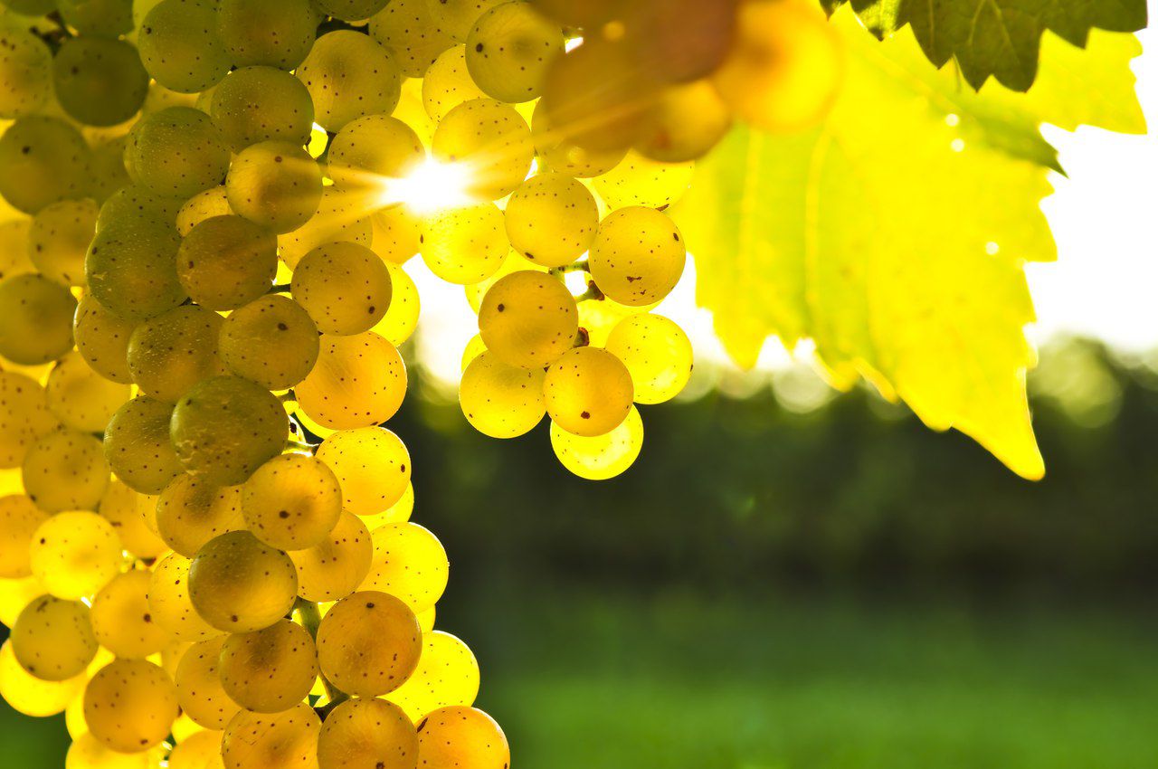 Секреты ежегодной урожайности лозы: Советы начинающим виногрядарям