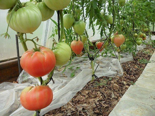 Вегетационная подкормка томатов