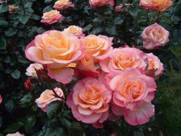 6 ошибок в выращивании роз на даче.