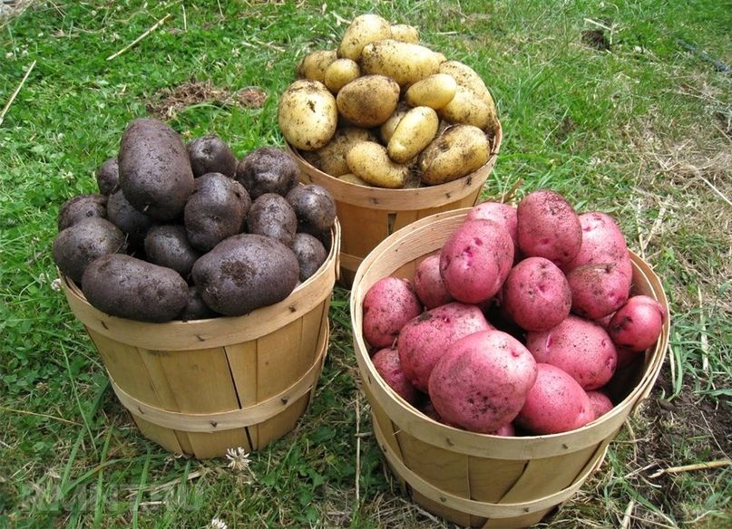 Как обновить сорт картофеля: 5 способов.