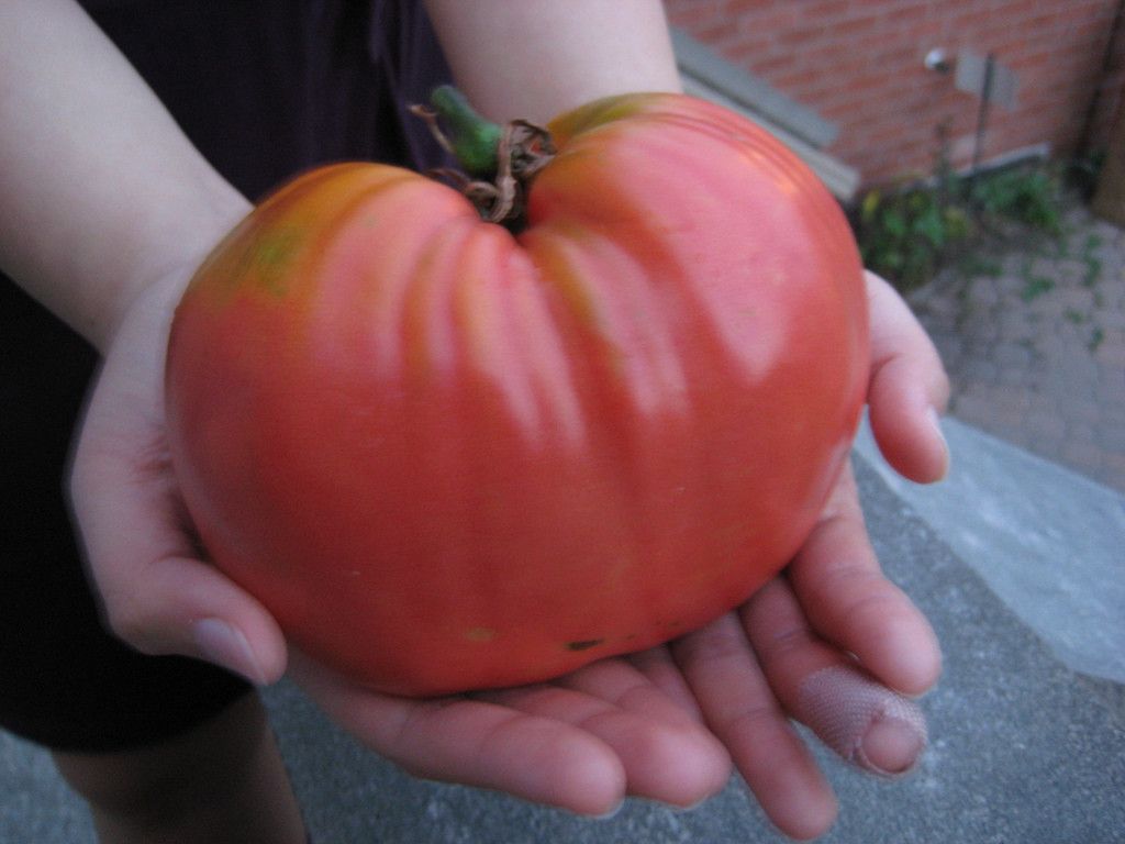 Мои заповеди выращивания томатов!