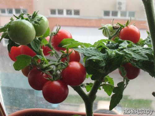 Самые ранние сорта томатов для балконов и домашнего огорода.