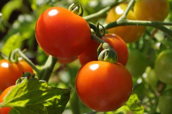 Защита томатов
