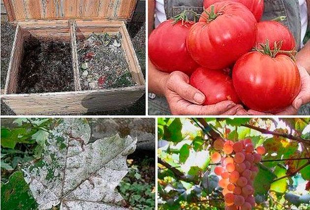 9 способов использования пищевой соды в саду.