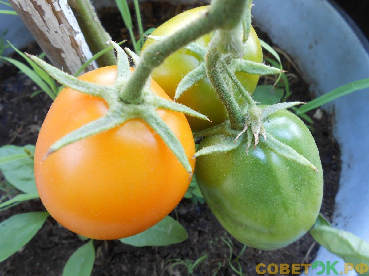 Вегетационная подкормка томатов.