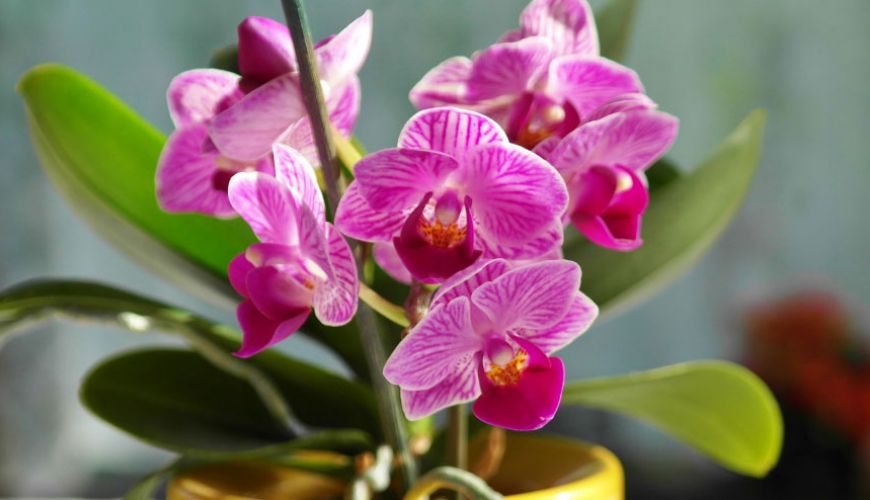Все, что нужно знать о цветении орхидей.