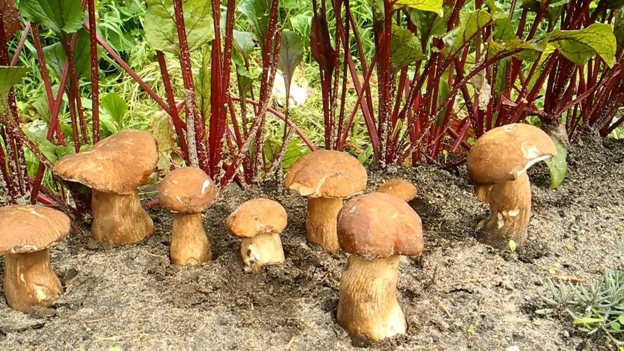 За грибами — на огород!