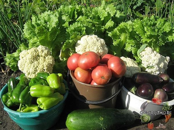 5 рецептов дрожжевых подкормок для всех овощных культур.