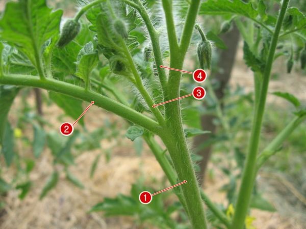 Листва у томатов — удалять или нет? Все о пасынковании овощей.