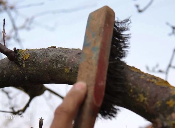 Надо ли счищать лишайники с коры деревьев?