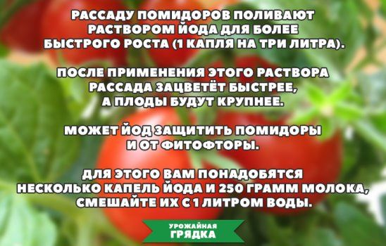Полезные советы любителям томатов.