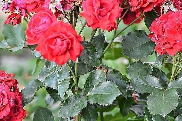 Супер — рецепт защиты роз от от ржавчины, пятнистости и мучнистой росы