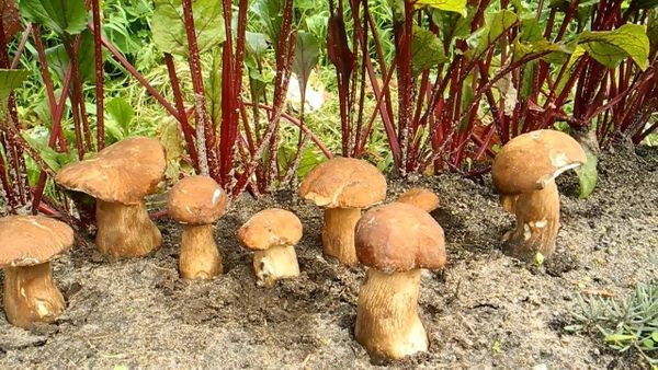 За грибами — на огород!